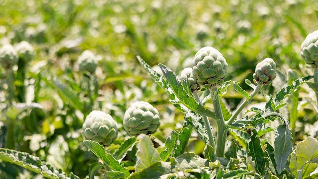 아티초크 자료 사진. / BearFotos-shutterstock.com