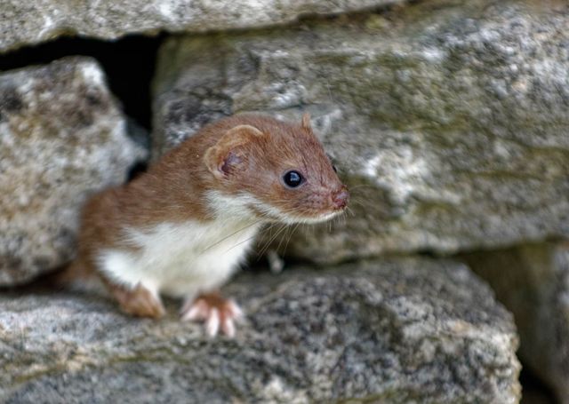 무산쇠족제비 /&nbsp;Colin Seddon-shutterstock.com