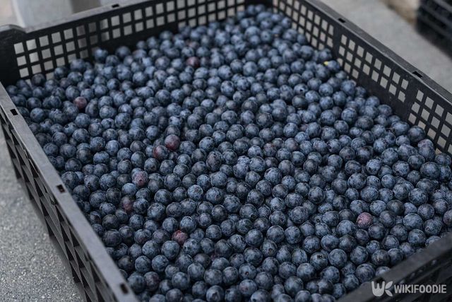 블루베리 자료사진. / 위키푸디