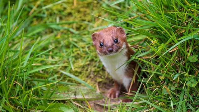 무산쇠족제비 /&nbsp;Stephan Morris-shutterstock.com