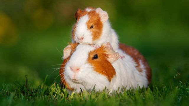 기니피그 두 마리 / Rita_Kochmarjova-shutterstock.com