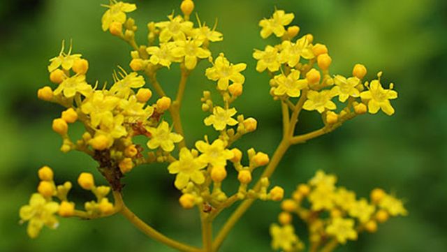 마타리 자료 사진. / 국립생물자원관