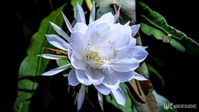 월하미인은 1년에 단 하룻밤만 피는 꽃이다. / Munfarid-shutterstock.com