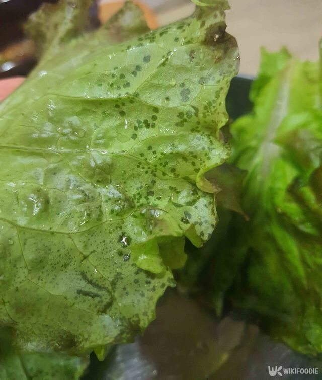 상추 자료 사진. / 위키푸디