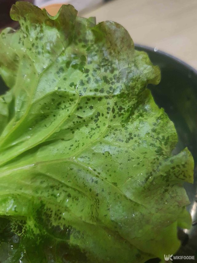 상추 자료 사진. / 위키푸디