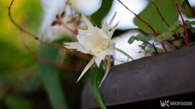 월하미인은 저녁에 피기 시작해 아침에 진다. / ANECEPTIUS BAMBANG SUTOPO-shutterstock.com