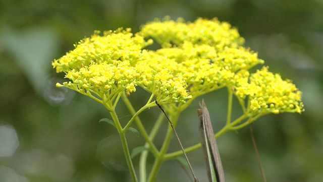 마타리 자료 사진. / 국립생물자원관