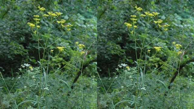 마타리 자료 사진. / 국립생물자원관