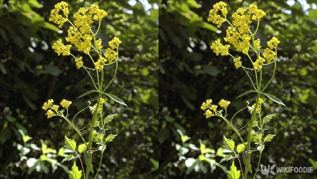 마타리 자료 사진. / 국립생물자원관