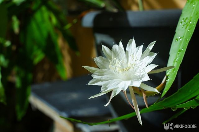 월하미인 자료사진. / Iin Sidharta-shutterstock.com