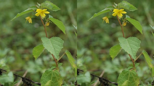 수까치깨 자료 사진. / 국립생물자원관