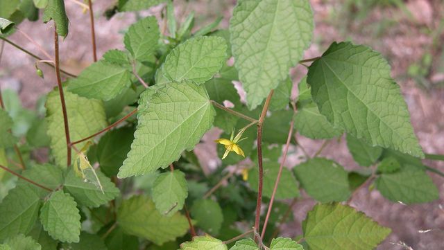 수까치깨 자료 사진. / 국립생물자원관