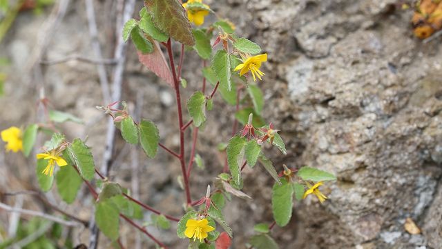수까치깨 자료 사진. / 국립생물자원관