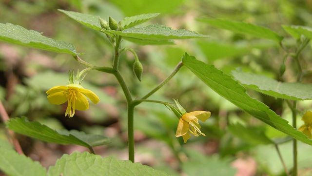 수까치깨 자료 사진. / 국립생물자원관