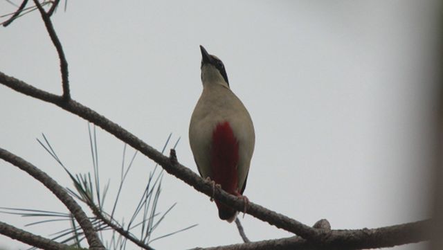 팔색조 자료 사진. / 국립생물자원관
