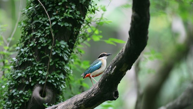 팔색조 자료 사진. / 국립생물자원관