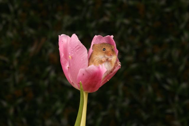 튤립 안 멧밭쥐 / Stephen Clarke-shutterstock.com