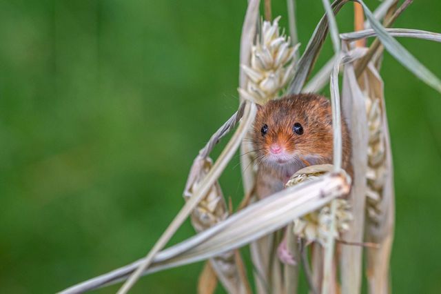 농작물 속 멧밭쥐 / Andi111-shutterstock.com