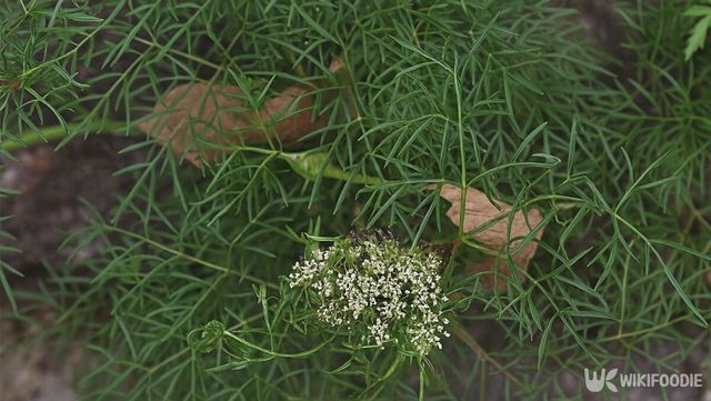 고본 자료 사진. / 위키푸디