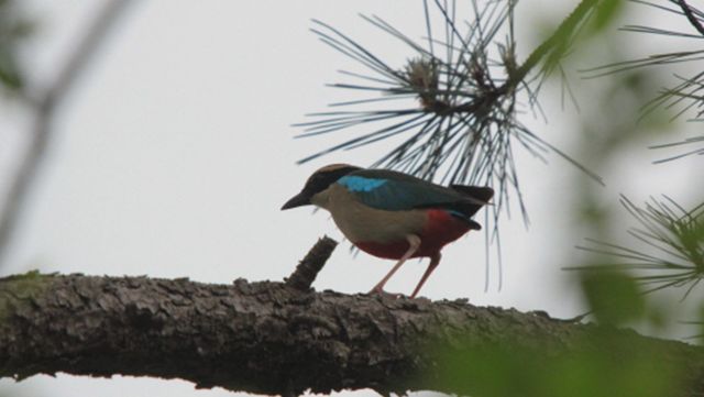 팔색조 자료 사진. / 국립생물자원관