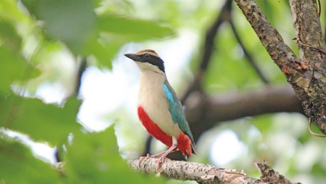 팔색조 자료 사진. / 국립생물자원관