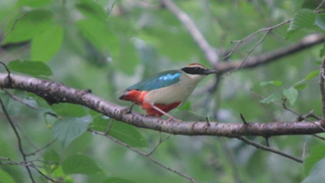 팔색조 자료 사진. / 국립생물자원관