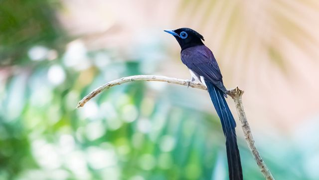 긴꼬리딱새 수컷 / SARIN KUNTHONG-shutterstock.com