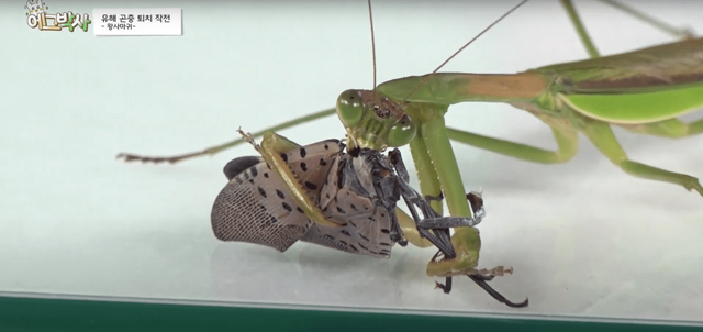 왕사마귀가 꽃매미를 먹는 모습 / 유튜브 '에그박사 Egg&Bugs' 캡처