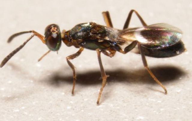 꽃매미벼룩좀벌 / 환경부