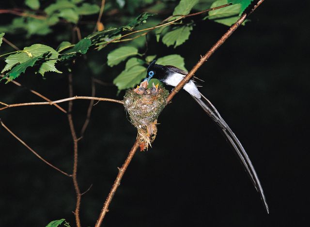 긴꼬리딱새가 새끼에게 먹이를 주는 모습 / 국립생물자원관