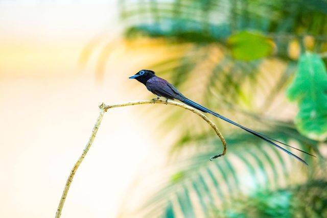 긴꼬리딱새 수컷 / SARIN KUNTHONG-shutterstock.com