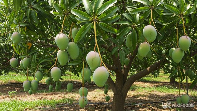 망고 재배 자료 사진. / 위키푸디