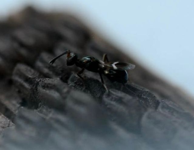 꽃매미벼룩좀벌 / 환경부