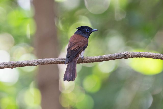 긴꼬리딱새 암컷 /&nbsp;tee262-shutterstock.com