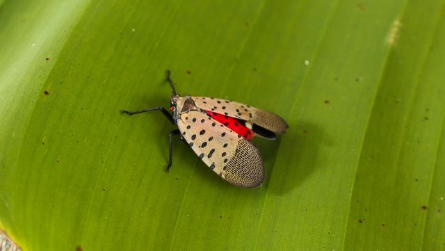 꽃매미 /&nbsp;vm2002-shutterstock.com