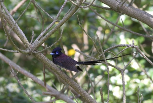 긴꼬리딱새 수컷 / 국립생물자원관