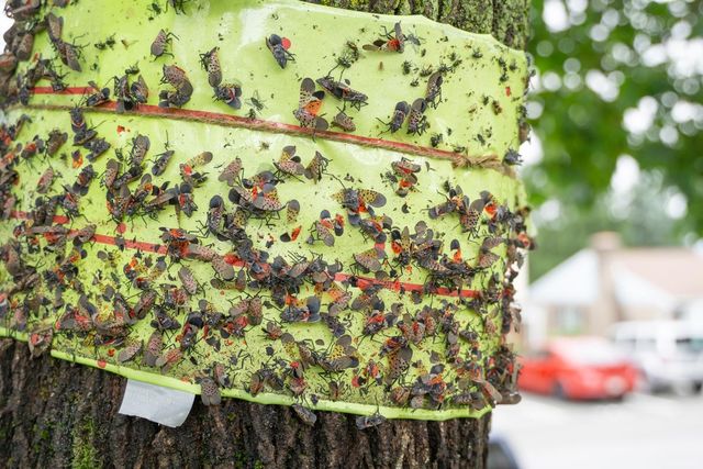 꽃매미 떼가 나무에 달라붙어 있다 /&nbsp;Amy Lutz-shutterstock.com