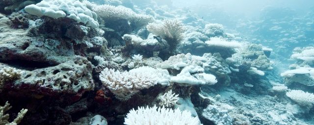 바다 백화현상. / ibhonkart-shutterstock.com