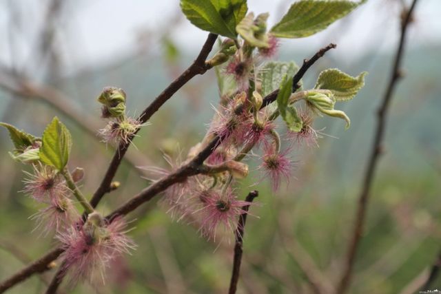 닥나무 / 국립수목원