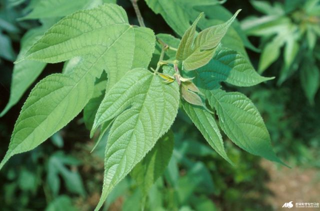 닥나무 / 한국민족문화대백과