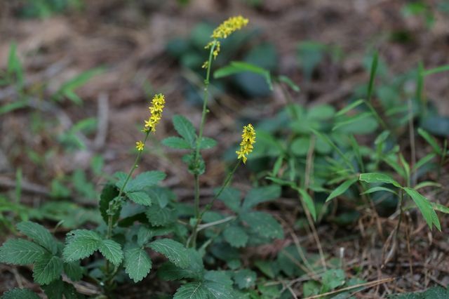 짚신나물 자료사진. / 국립생물자원관