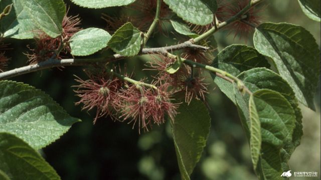 닥나무 / 한국민족문화대백과