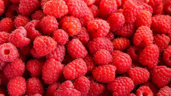 산딸기 자료 사진. / Esich Elena-shutterstock.com