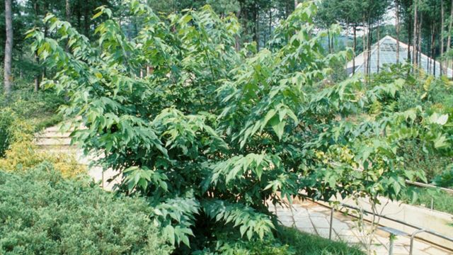 닥나무 / 한국민족문화대백과