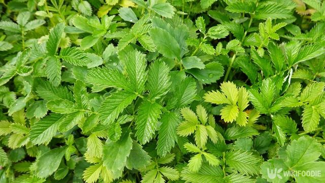 짚신나물은 어디서나 잘 자라는 여름 나물이다. / LifeisticAC-shutterstock.com