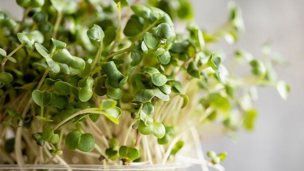 무순 자료 사진. /&nbsp;Koliadzynska Iryna-shutterstock.com