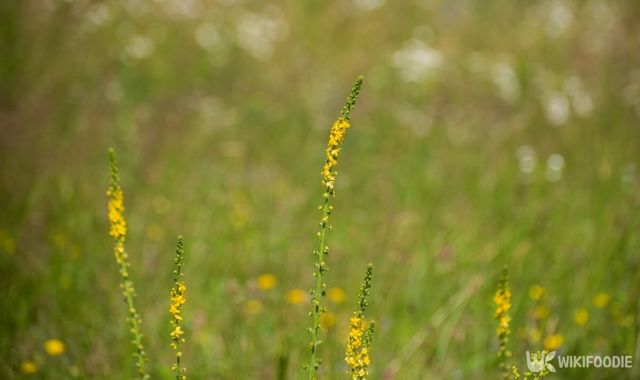 짚신나물의 이름에는 재미있는 이야기가 얽혀있다. / Lyudmila Lucienne-shutterstock.com