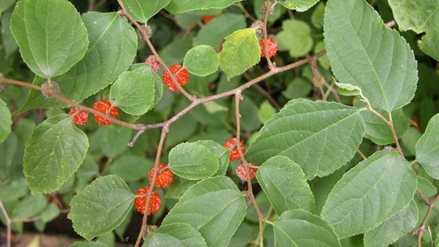 닥나무 / 국립생물자원관