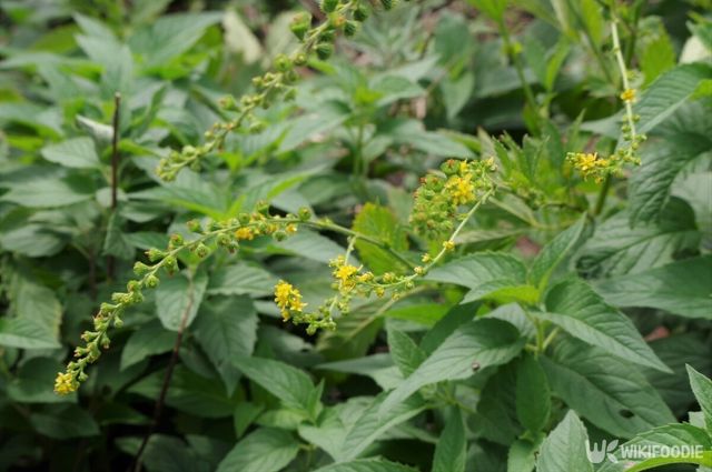 짚신나물 자료사진. / Honki Kumanyan-shutterstock.com