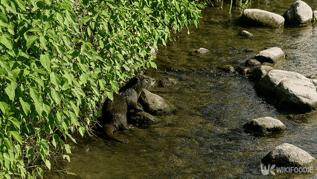 수달 자료 사진. / 위키푸디